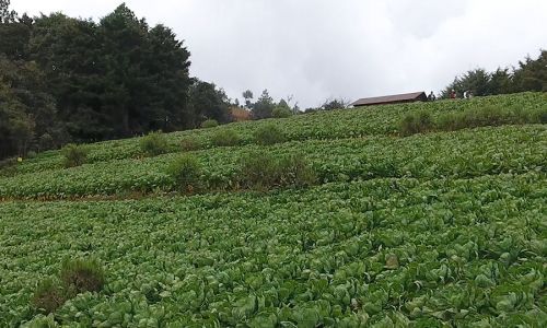 Brussel Sprouts Farm Guatemala